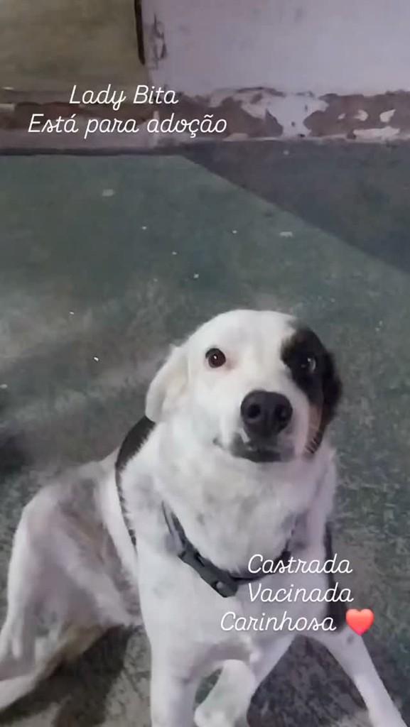 Bita, cachorro de porte médio para adoção em Fortaleza - CE