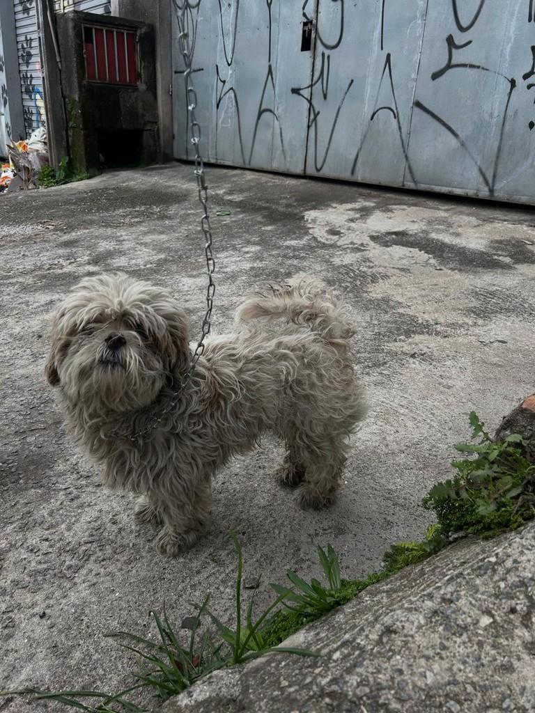 Scooby, cachorro de porte pequeno para adoção em São Paulo - SP