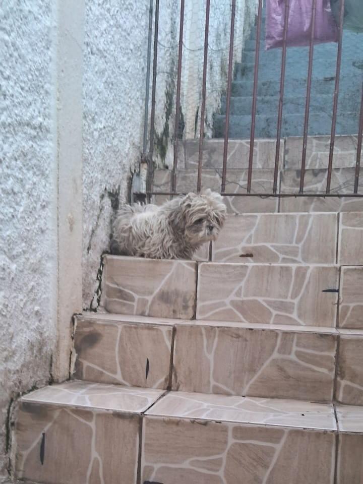 Scooby, cachorro de porte pequeno para adoção em São Paulo - SP — foto 5 de 10