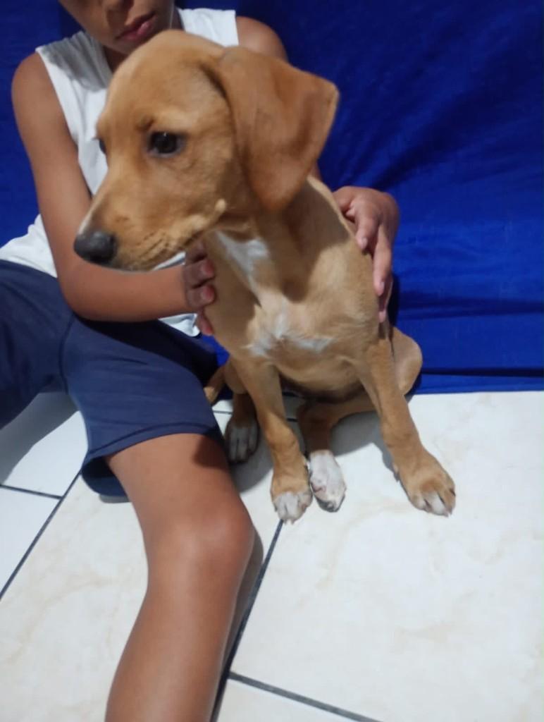 Pipoca, cadela de porte médio para adoção em São Paulo - SP