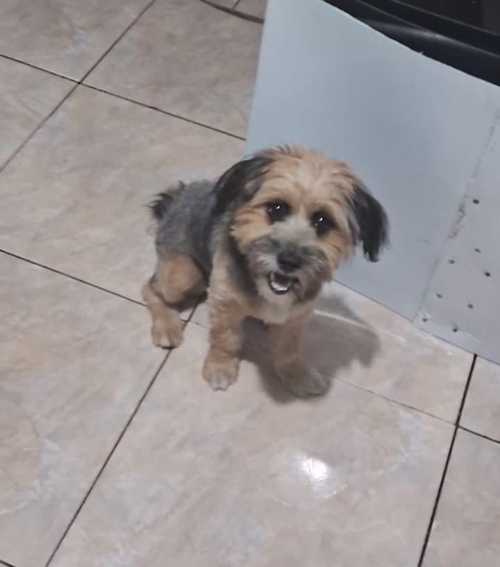 Maisena, cachorro de porte pequeno para adoção em São Paulo - SP