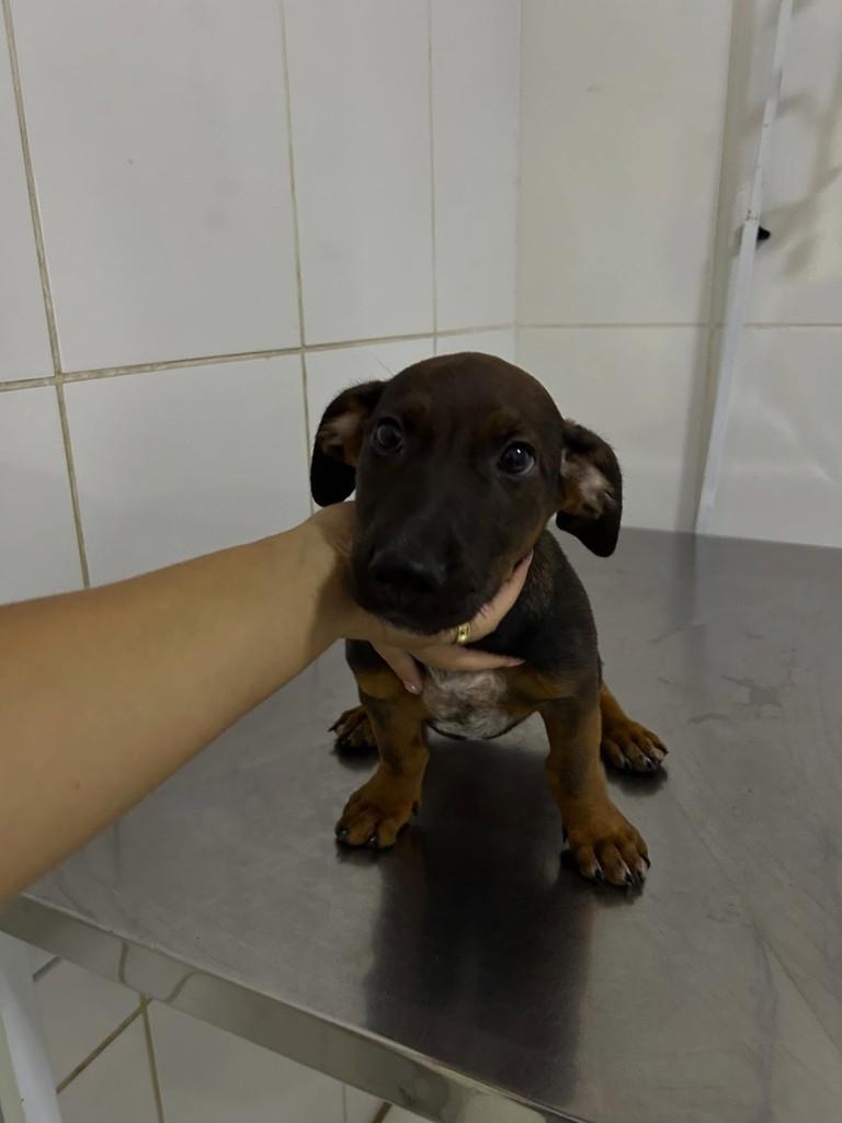Pitoco, cachorro de porte pequeno para adoção em São Paulo - SP