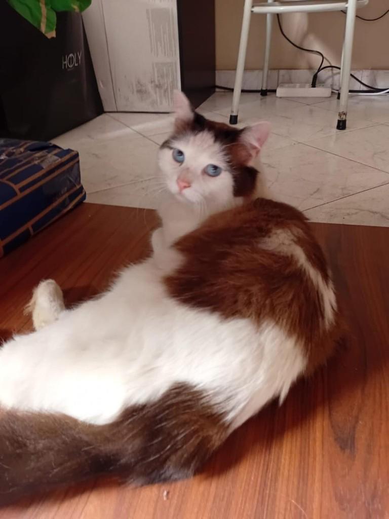 Nick, gato de porte pequeno para adoção em São Paulo - SP