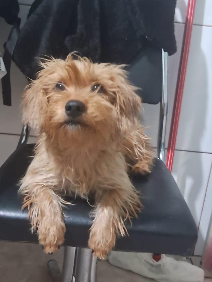 Lilica, cachorro de porte pequeno para adoção em São Paulo - SP