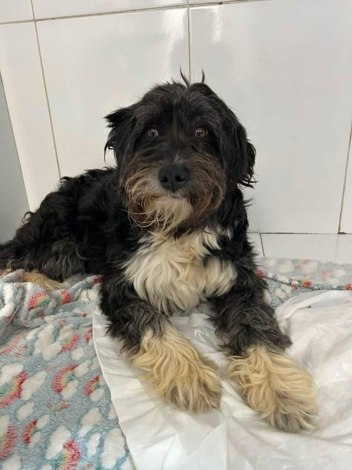 Nick, cachorro de porte médio para adoção em Ferraz de Vasconcelos - SP