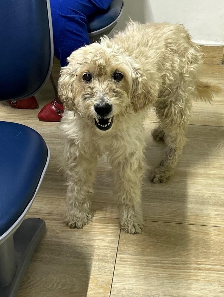 Otávio, cachorro de porte médio para adoção em Ferraz de Vasconcelos - SP