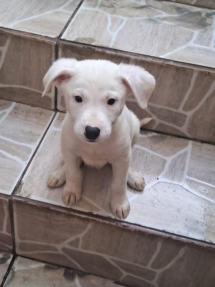 Algodão, cachorro de porte pequeno para adoção em Ferraz de Vasconcelos - SP
