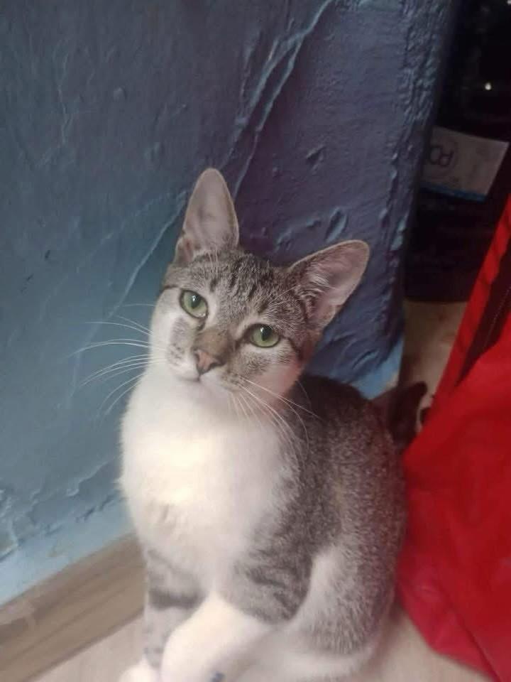 Mulher, gata de porte pequeno para adoção em São Paulo - SP