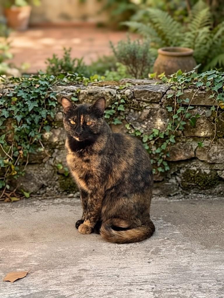 Rafaela, gata de porte médio para adoção em São Paulo - SP