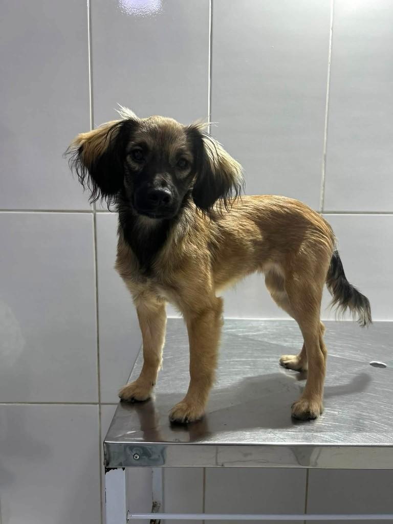 Lili, cachorro de porte médio para adoção em São Paulo - SP