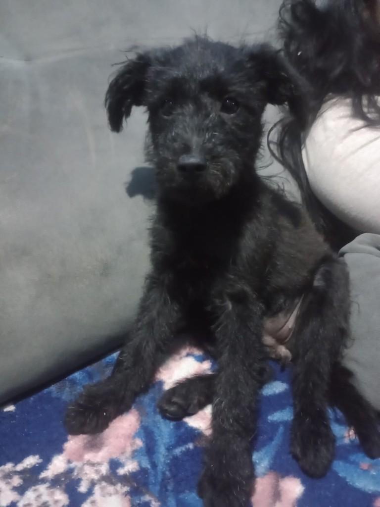 Bebezinha, cachorro de porte pequeno para adoção em São Paulo - SP