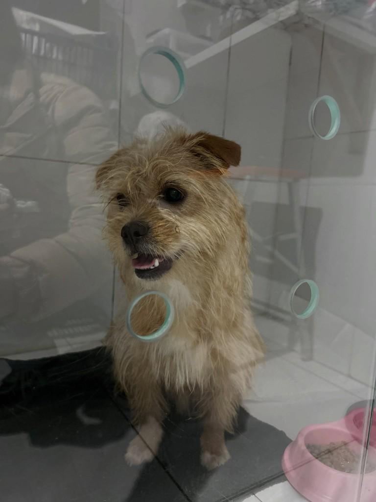 Maionese, cachorro de porte pequeno para adoção em São Paulo - SP