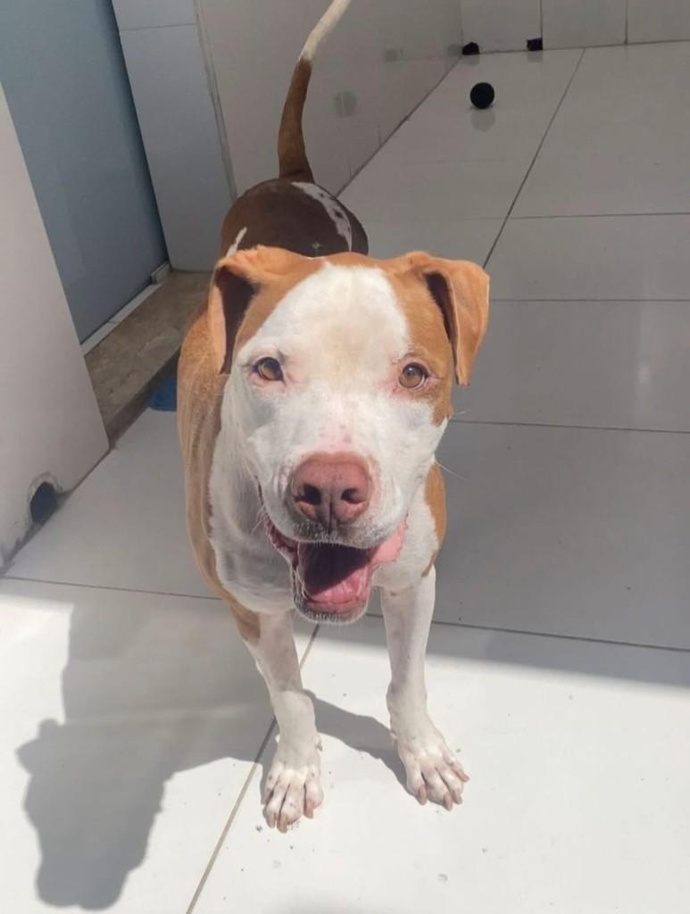 Rodolfo, cachorro de porte médio para adoção em São Paulo - SP
