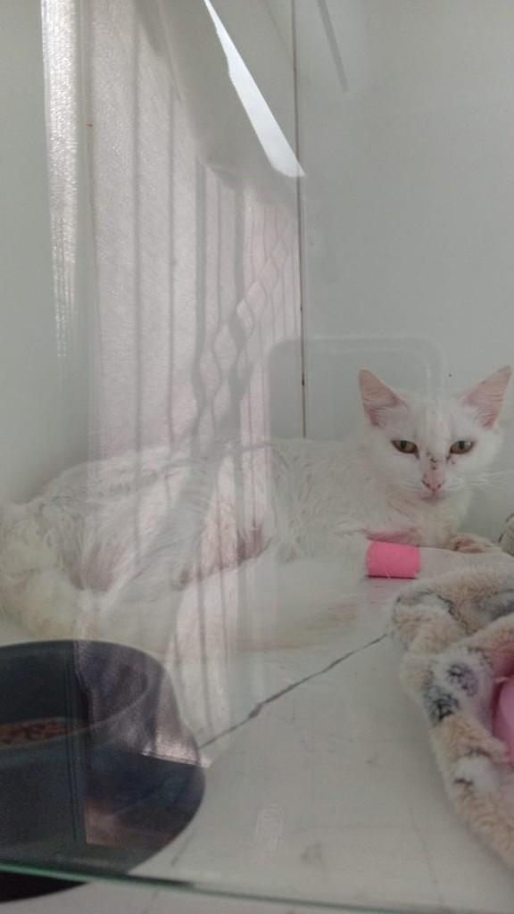 Branca, gata de porte médio para adoção em Rio Grande - RS