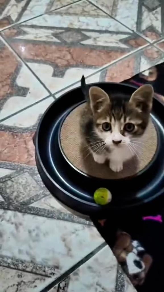 Pitchuquinho, gato de porte pequeno para adoção em Rio Grande - RS