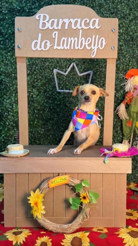 Mocinha, cachorro de porte pequeno para adoção em Rio Grande - RS