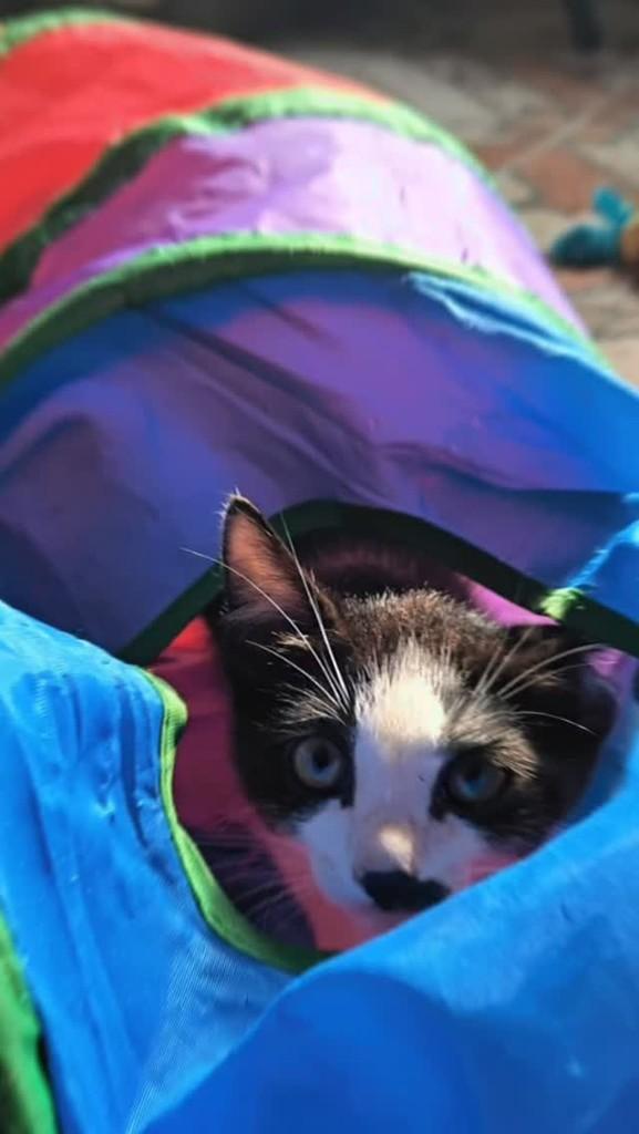 Bigode, gato para adoção em Rio Grande - RS
