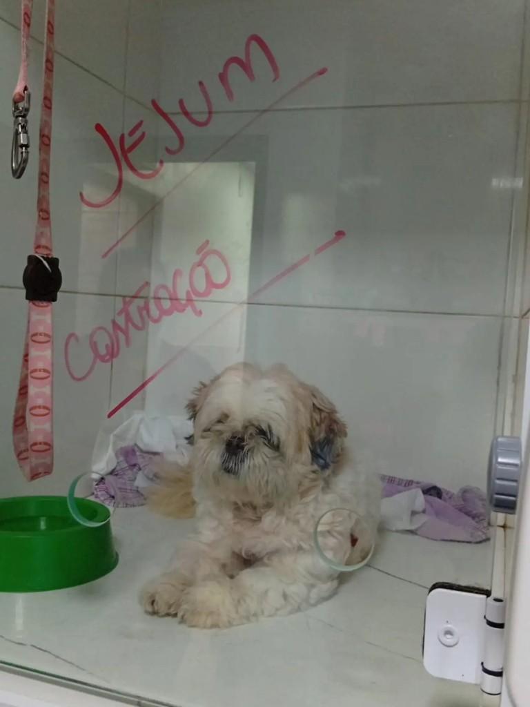 Kira, cadela de porte pequeno para adoção em Rio Grande - RS