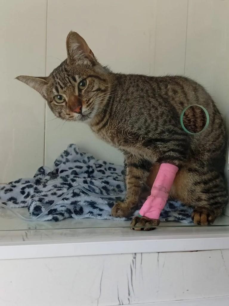 Oren, gato de porte pequeno para adoção em Rio Grande - RS