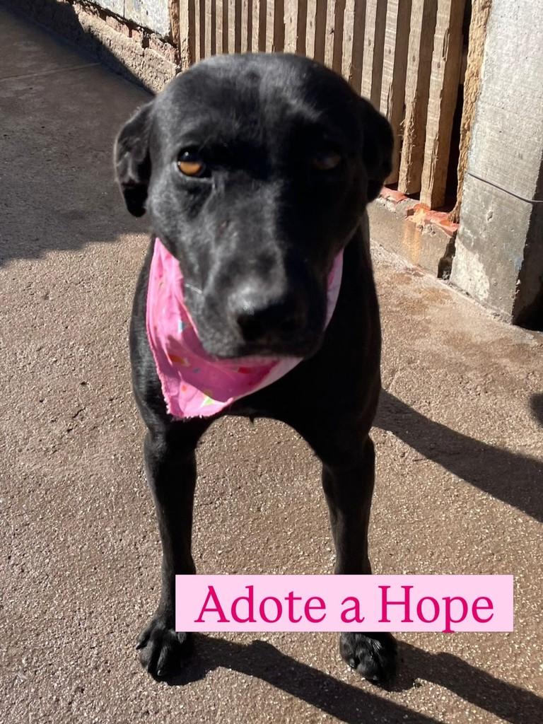 Hope, cadela de porte médio para adoção em Rio Grande - RS