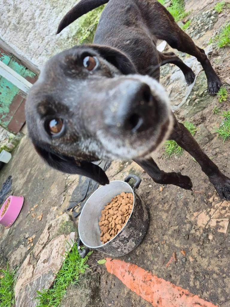 Negrinho, cachorro de porte médio para adoção em Rio Grande - RS