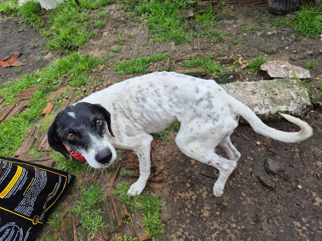 Branquito, cachorro de porte médio para adoção em Rio Grande - RS