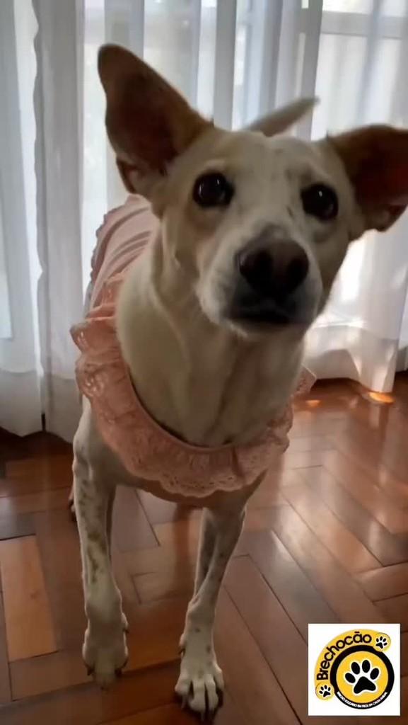 Berenice, cadela de porte pequeno para adoção em Santa Maria - RS