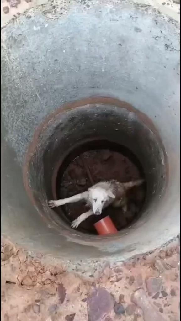 Anjo, cadela de porte pequeno para adoção em Santa Maria - RS