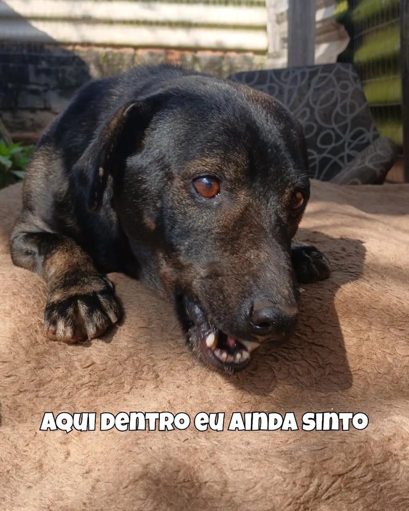 Ozzy, cachorro de porte pequeno para adoção em Santa Maria - RS