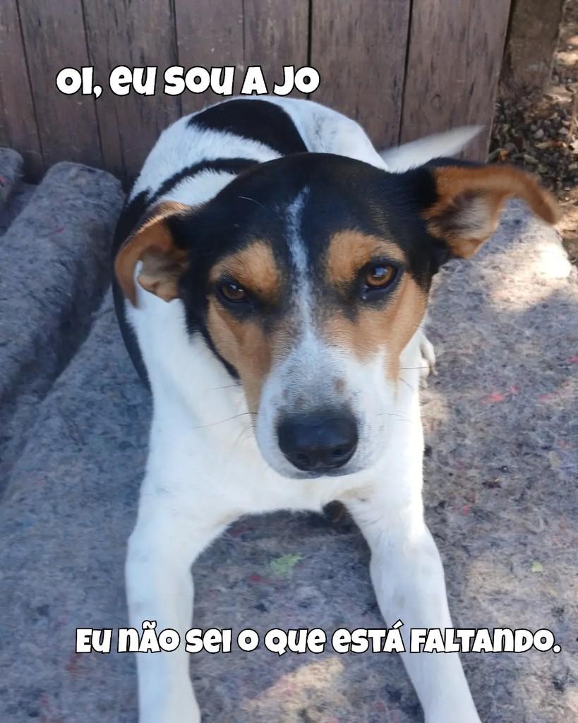 Jo, cachorro de porte pequeno para adoção em Santa Maria - RS