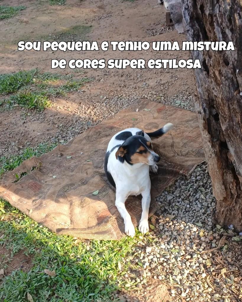 Jo, cachorro de porte pequeno para adoção em Santa Maria - RS — foto 2 de 4