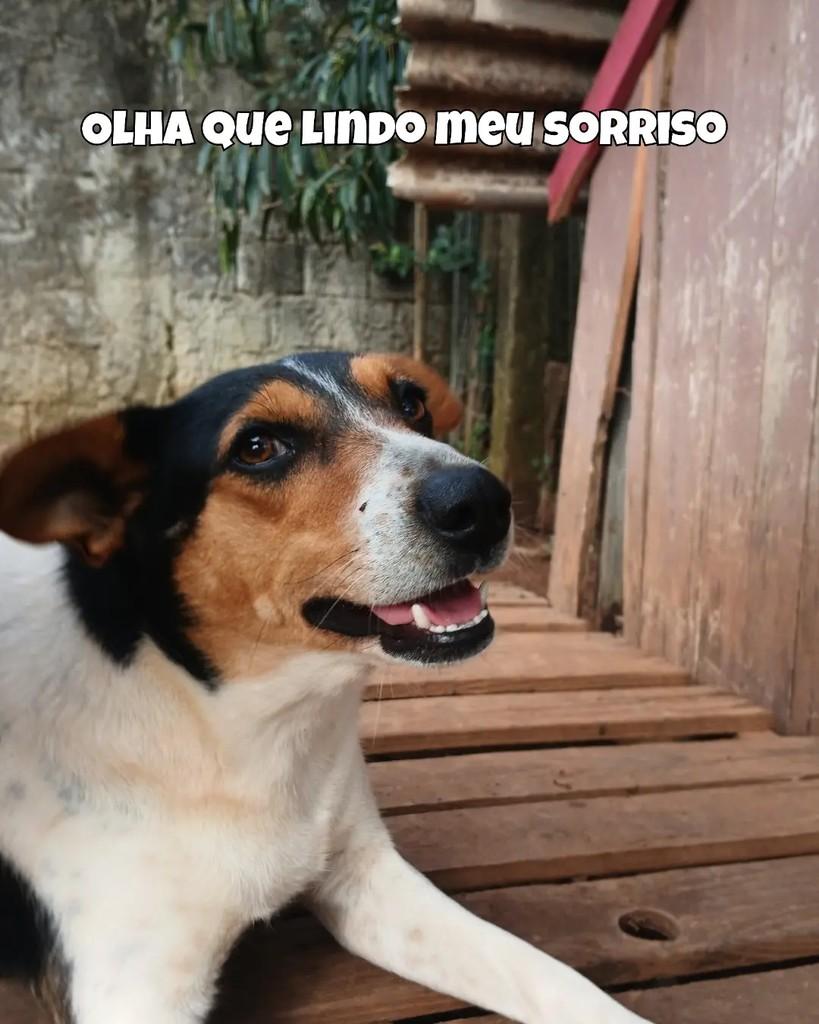 Jo, cachorro de porte pequeno para adoção em Santa Maria - RS — foto 3 de 4