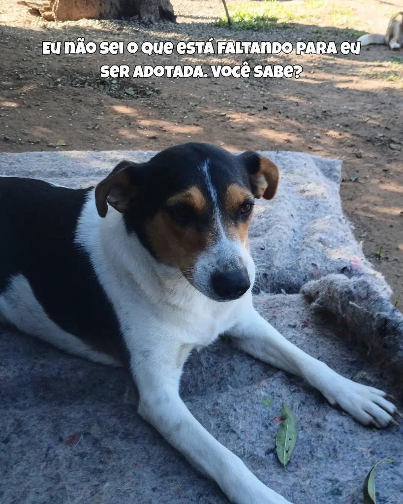 Jo, cachorro de porte pequeno para adoção em Santa Maria - RS — foto 4 de 4