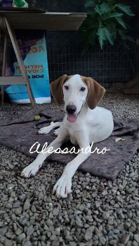 Alessandro, cachorro de porte médio para adoção em Santa Maria - RS