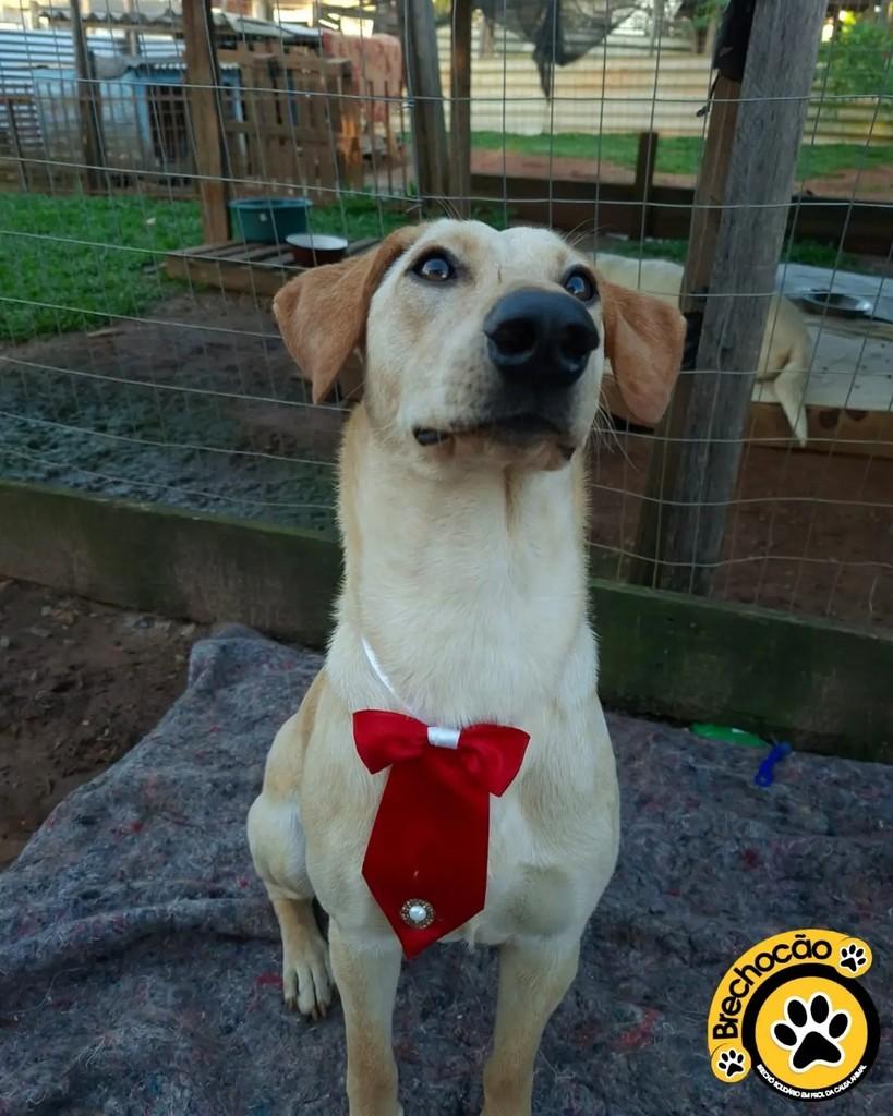 Thor, cachorro de porte médio para adoção em Santa Maria - RS