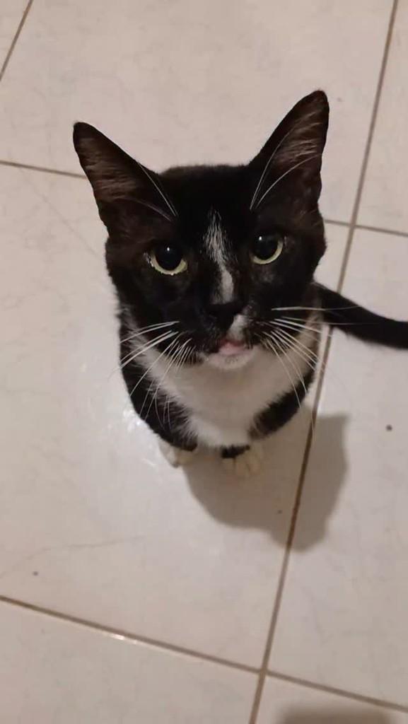 Grudinho, gato de porte médio para adoção em Tibau do Sul - RN