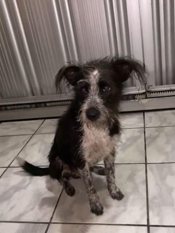 Ele, cachorro de porte pequeno para adoção em Teresina - PI