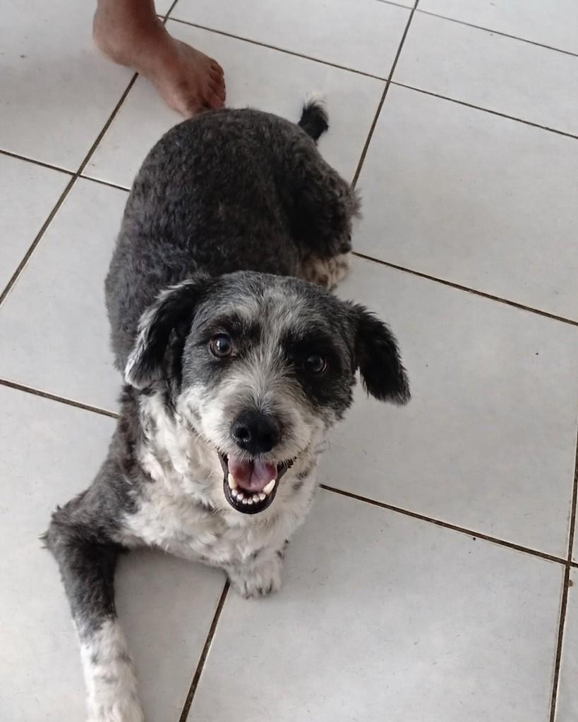 Serena, cachorro de porte pequeno para adoção em Teresina - PI