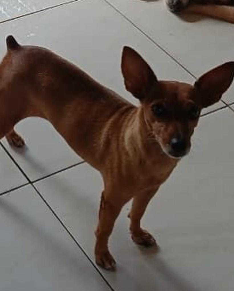Rubi, cachorro de porte pequeno para adoção em Teresina - PI