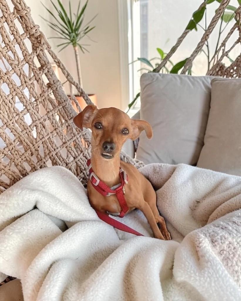 Zoe, cachorro de porte pequeno para adoção em Teresina - PI
