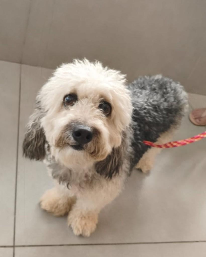 Sofia, cachorro de porte médio para adoção em Teresina - PI