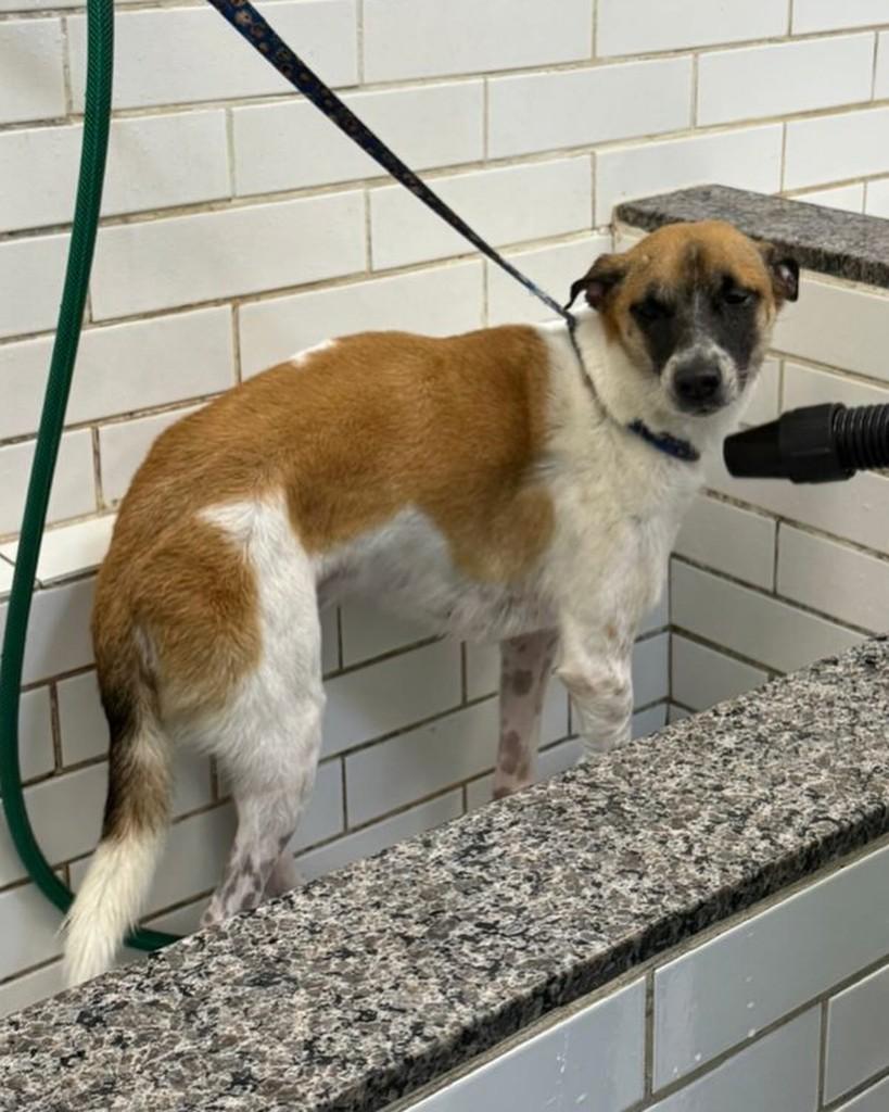 Caramelo, cachorro de porte médio para adoção em Teresina - PI