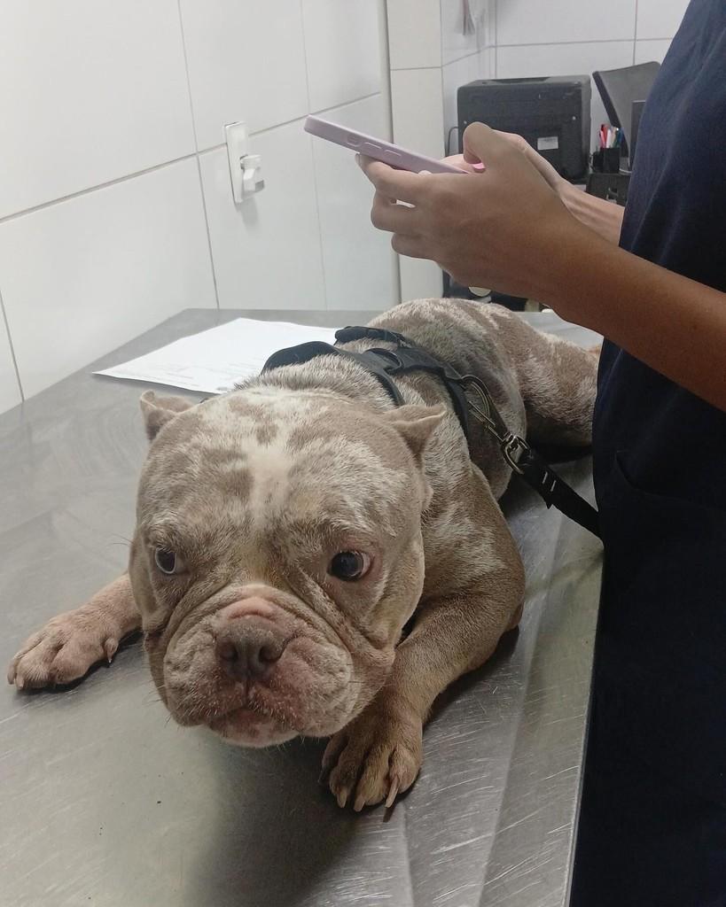 Ofélia, cadela de porte médio para adoção em Teresina - PI