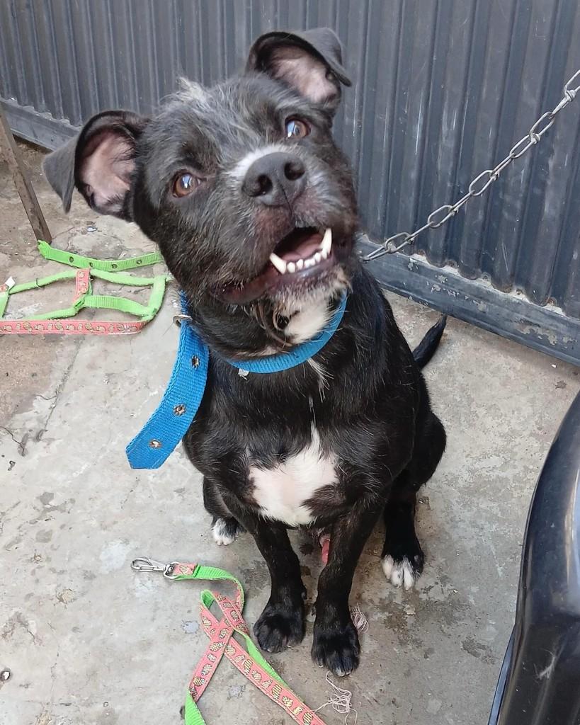 Tommy, cachorro de porte médio para adoção em Teresina - PI