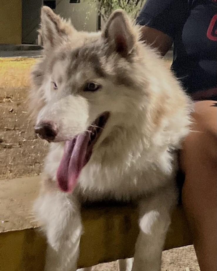 Zuma, cachorro de porte médio para adoção em Teresina - PI