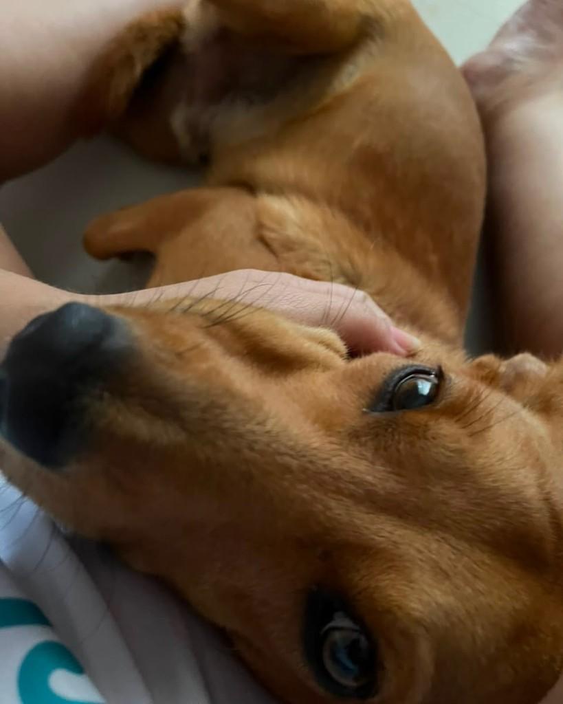 Tampinha, cachorro de porte pequeno para adoção em Teresina - PI