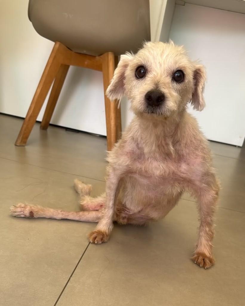Aladdin, cachorro de porte pequeno para adoção em Teresina - PI