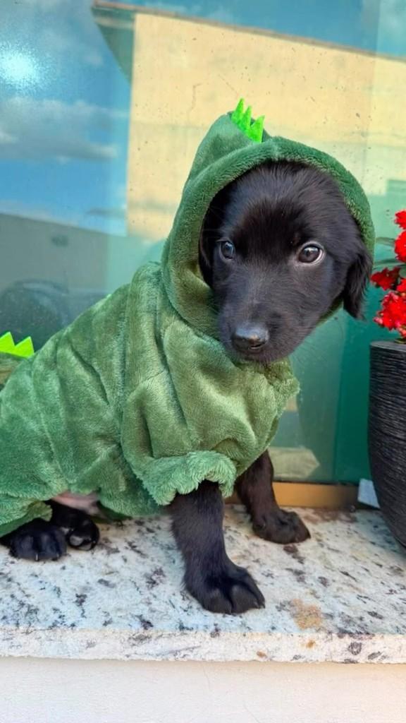 Dinossauro, cachorro de porte médio para adoção em Belo Horizonte - MG