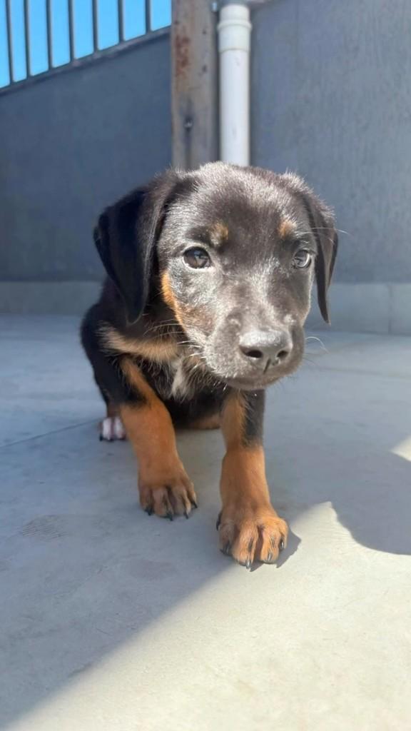 Maricota, cachorro de porte pequeno para adoção em Belo Horizonte - MG