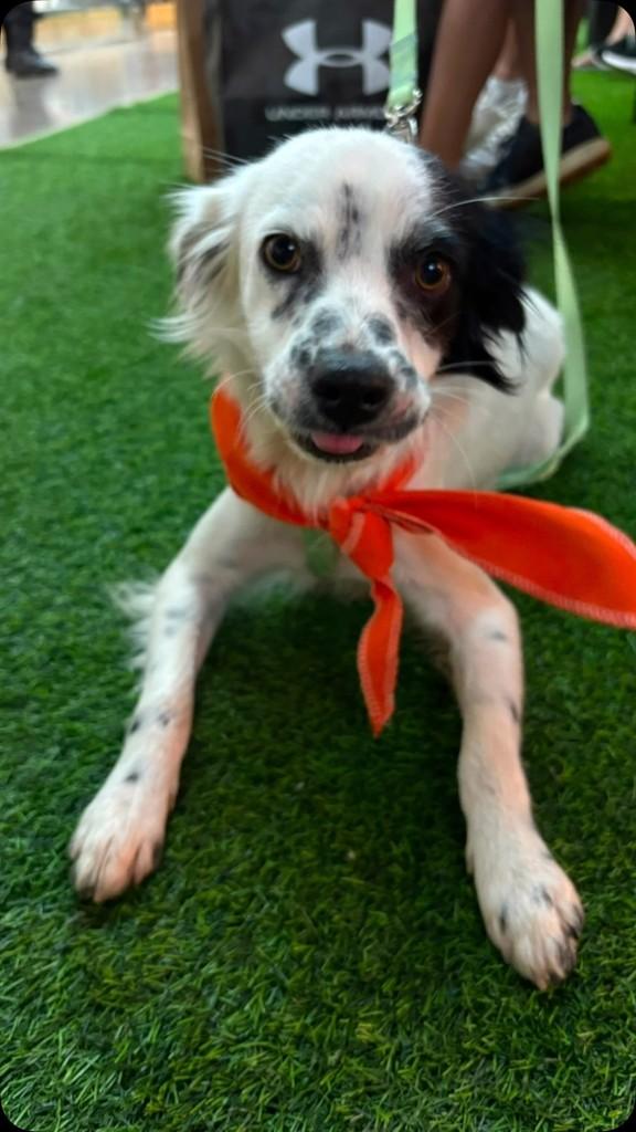 Pirata, cachorro de porte pequeno para adoção em Belo Horizonte - MG